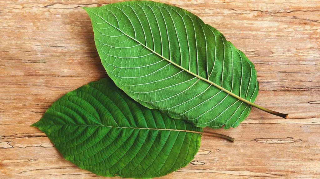 Unveiling the Myths and Facts About Green Maeng Da Kratom